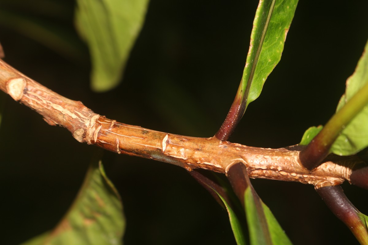 Barringtonia racemosa (L.) Spreng.